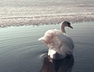 swan on calm water thumbnail