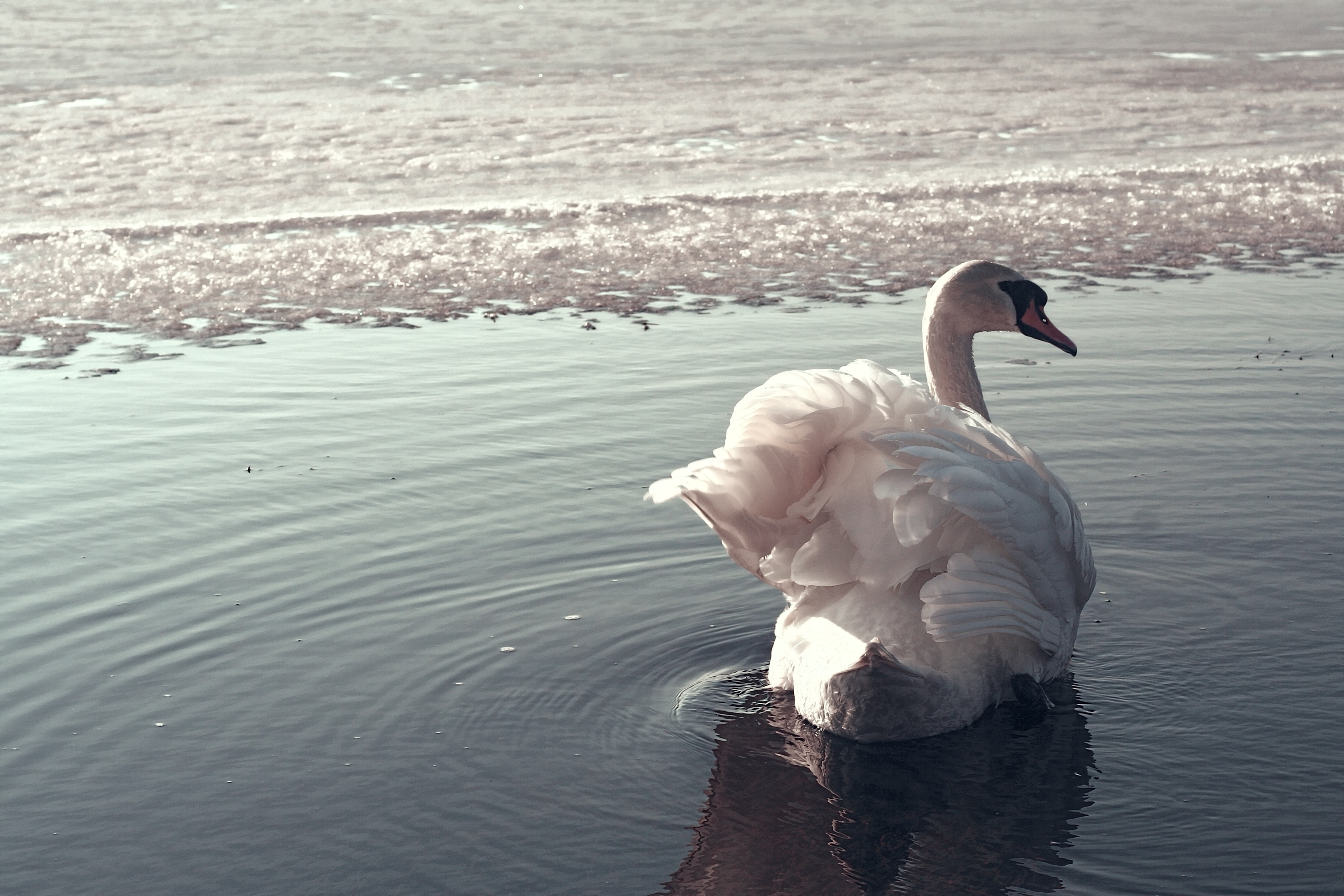 swan on calm water