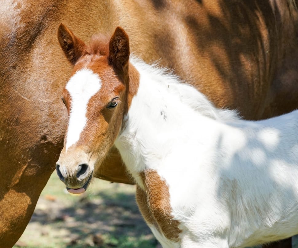 Brown, Face, Foal, Horse, White, Baby, domestic animals, one animal preview