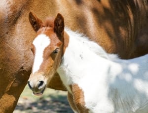 Brown, Face, Foal, Horse, White, Baby, domestic animals, one animal thumbnail