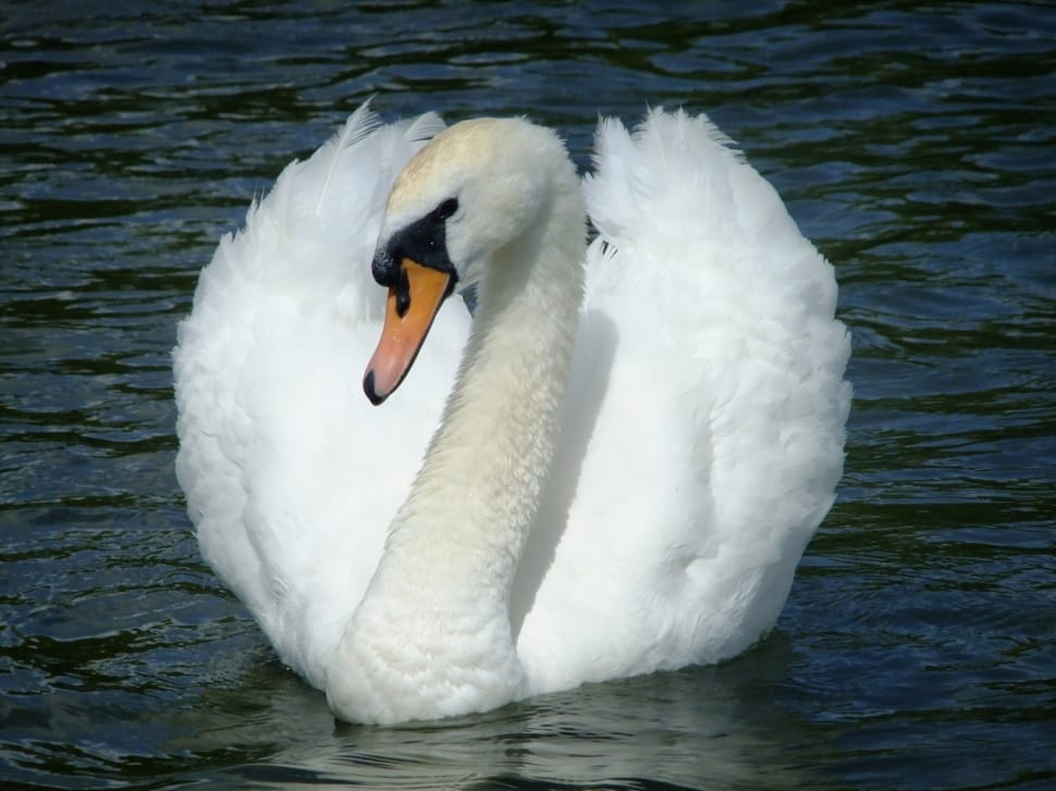 white and orange goose preview