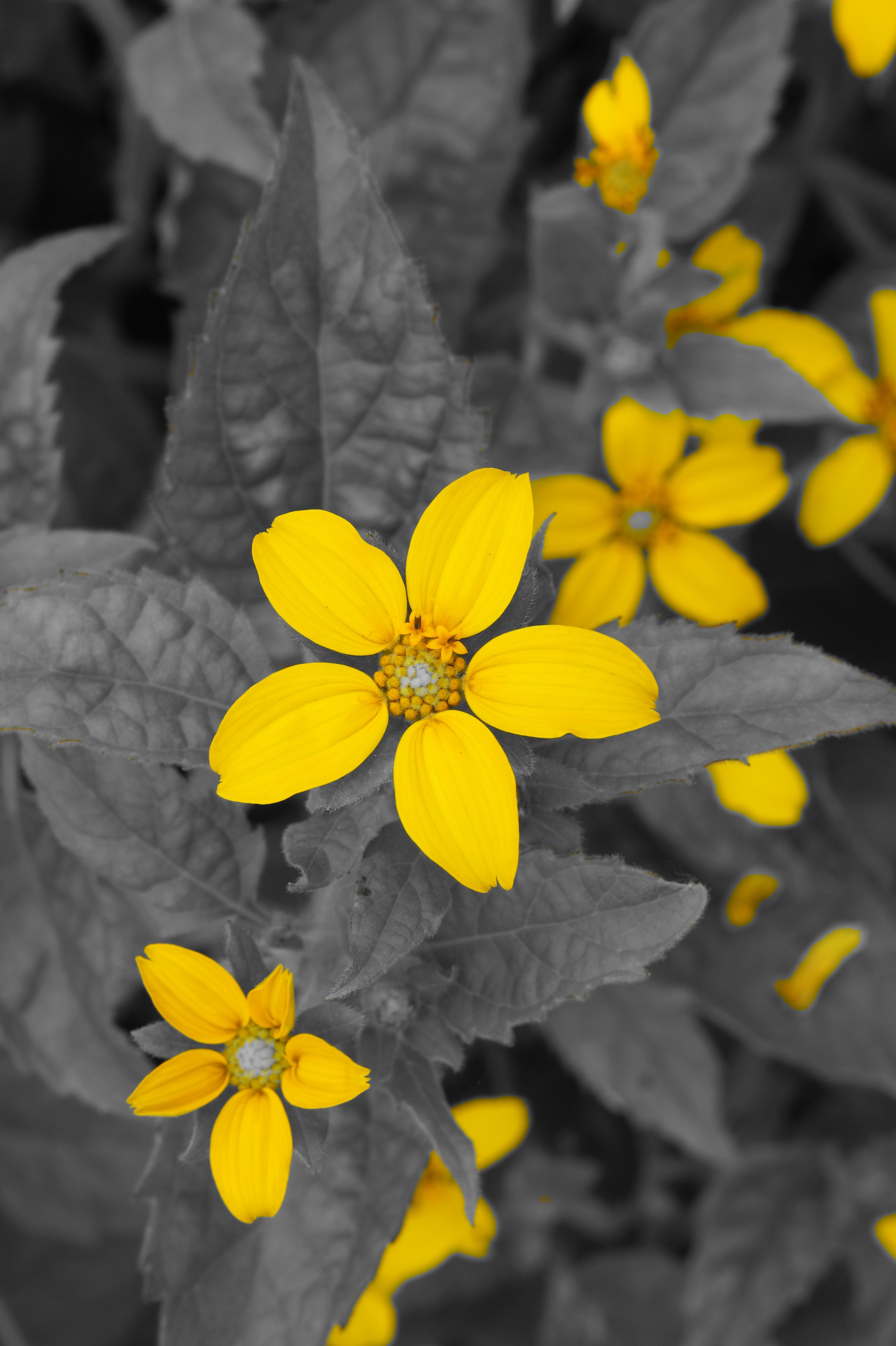 yellow 5 petaled flowers