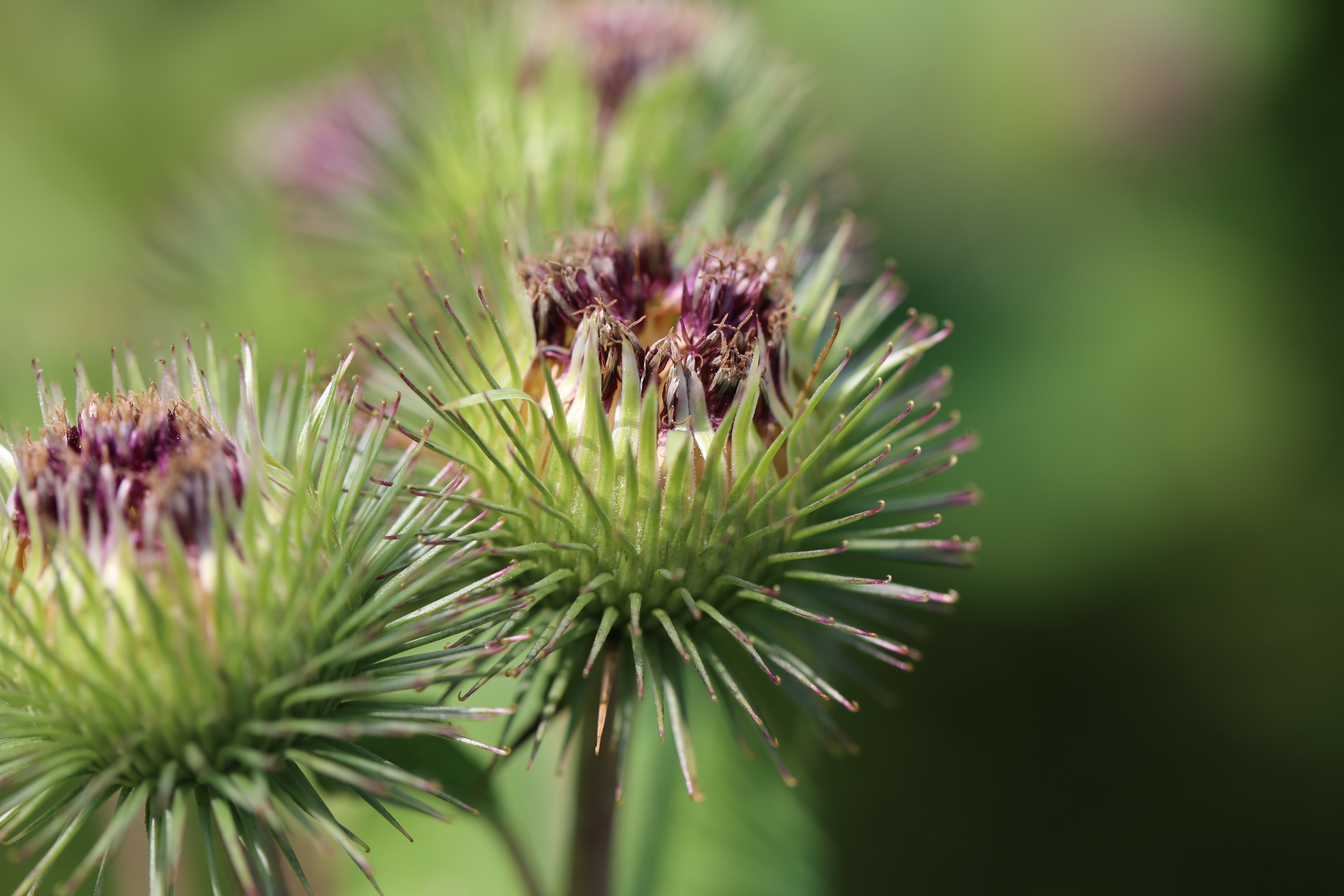 1920x1080-wallpaper-green-and-purple-flower-peakpx