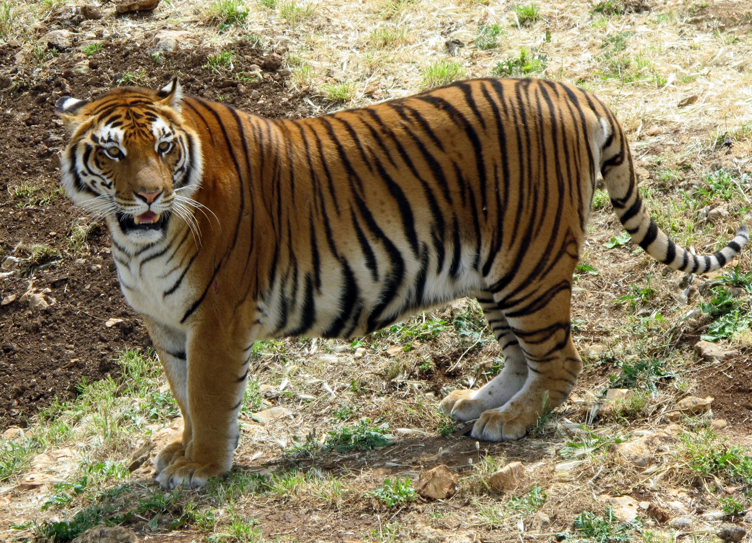 brown and black tiger