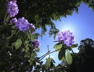 blue, sky, tree, plants, flower, fragility thumbnail