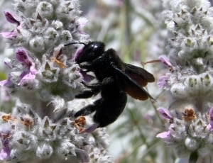 black bumble bee thumbnail