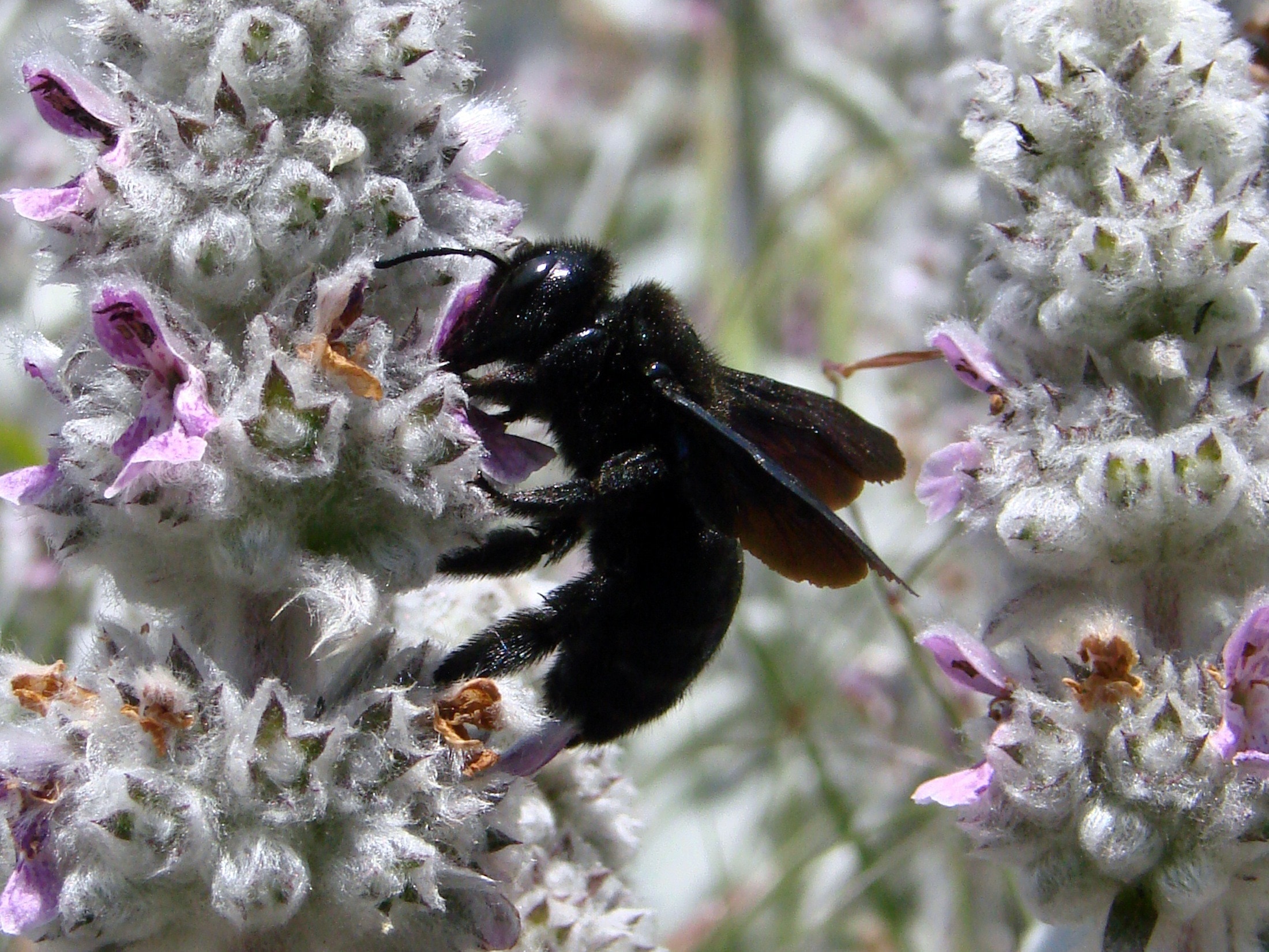 black bumble bee