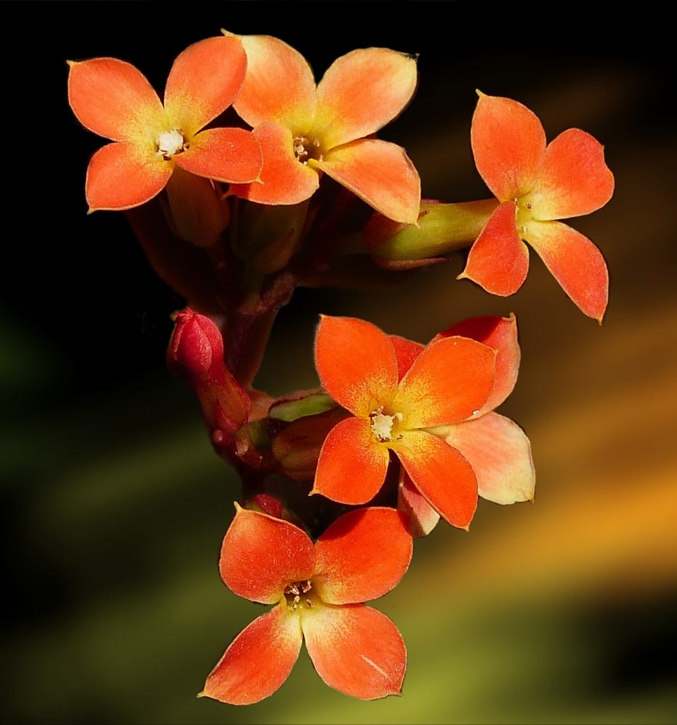 orange kalanchoe flowers preview