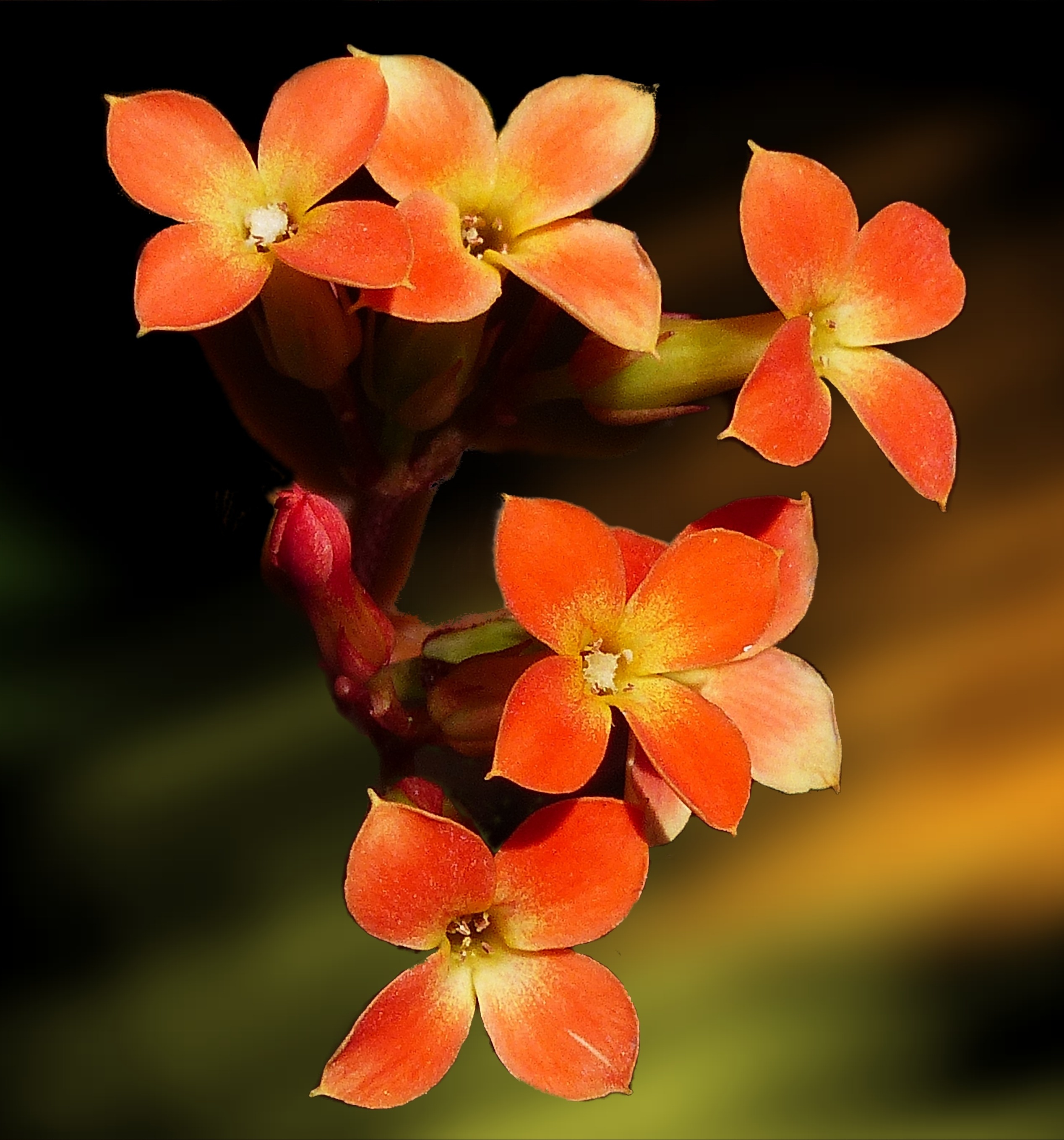 orange kalanchoe flowers