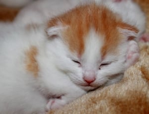 white and orange kitten thumbnail