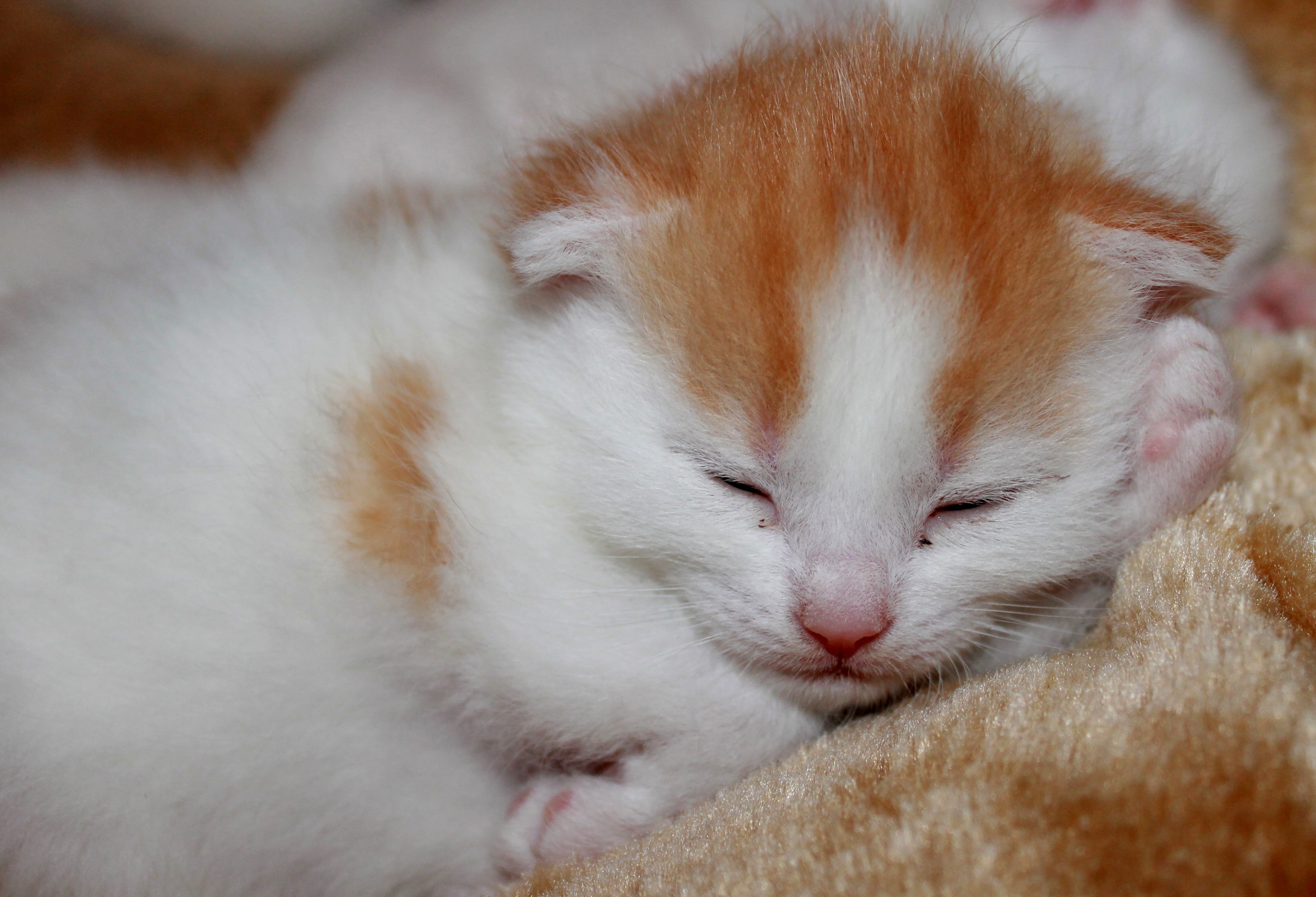 white and orange kitten