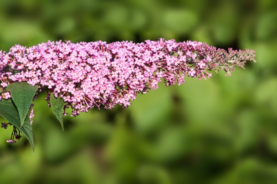 Butterfly Bush, Lilac, Buddleja Davidii, flower, purple preview