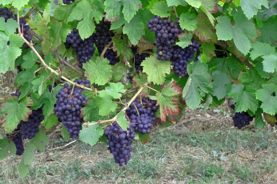 black grapes preview