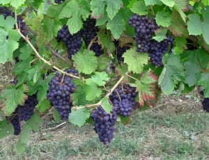 black grapes thumbnail