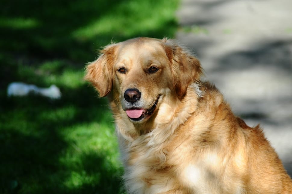 golden retriever showing her tongue preview
