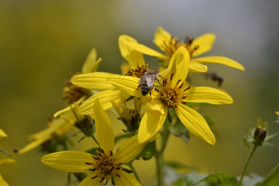 honey bee on yellow petaled flower preview