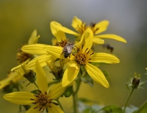 honey bee on yellow petaled flower thumbnail