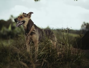Black and Tan Short-coated Medium-sized Dog on Green Grass Field thumbnail