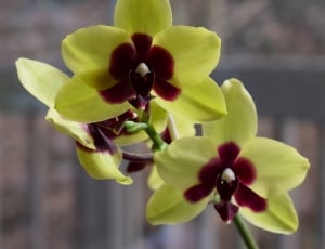 three yellow-and-brown orchids in shallow focus lens thumbnail