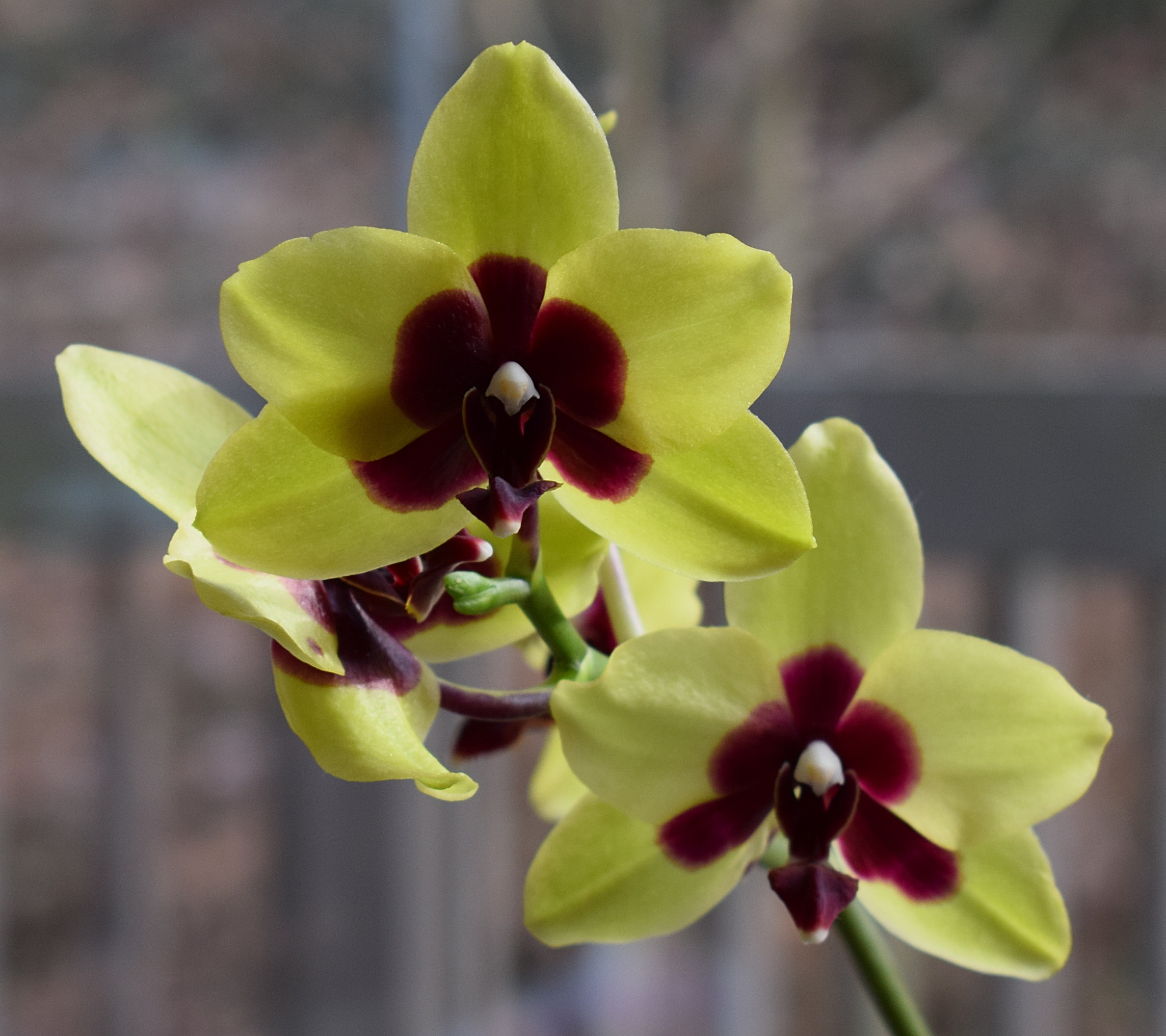 three yellow-and-brown orchids in shallow focus lens