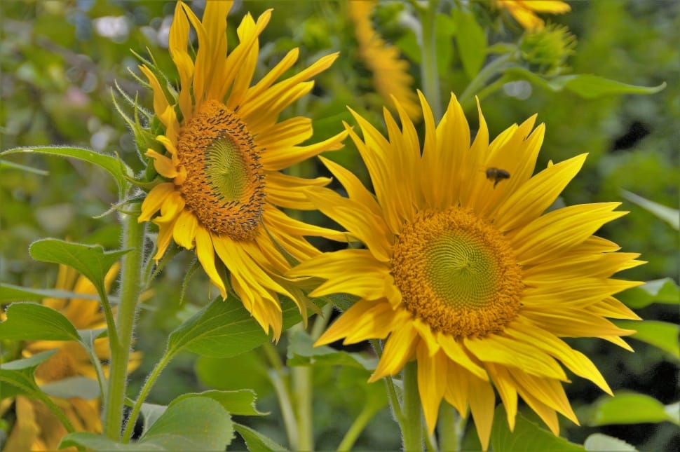 sunflowers preview
