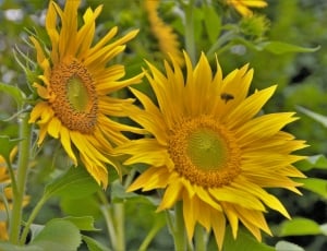 sunflowers thumbnail