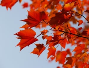 maple leaf thumbnail