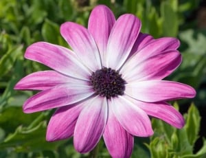 purple and white clustered petal flower thumbnail