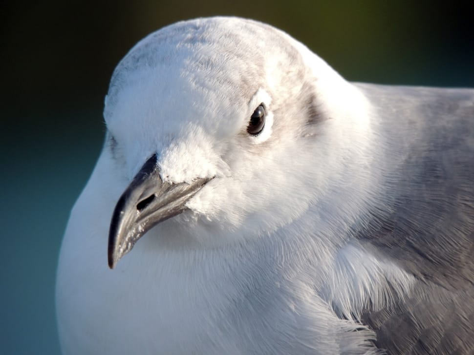white and gray coated bird preview
