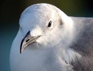 white and gray coated bird thumbnail