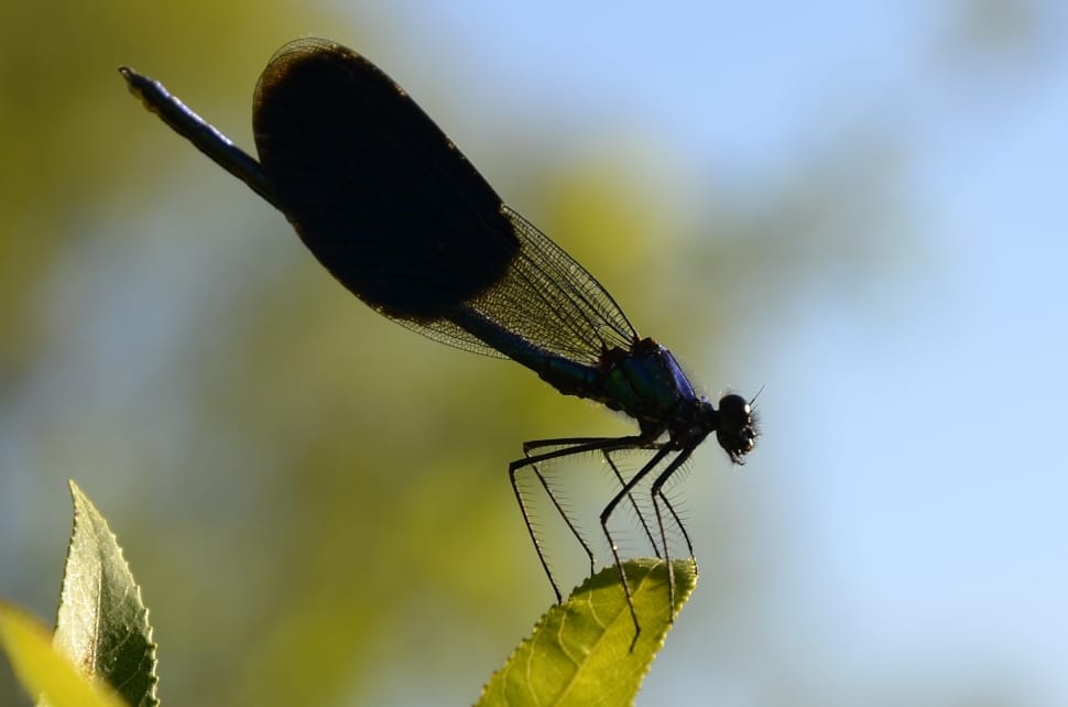 blue and black dragonfly on green leaf preview