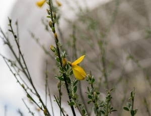 yellow flowers with green leaves thumbnail