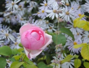 closeup photo of pink petaled flower thumbnail