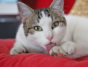 white and grey bi color cat leaking his feet on red textile thumbnail