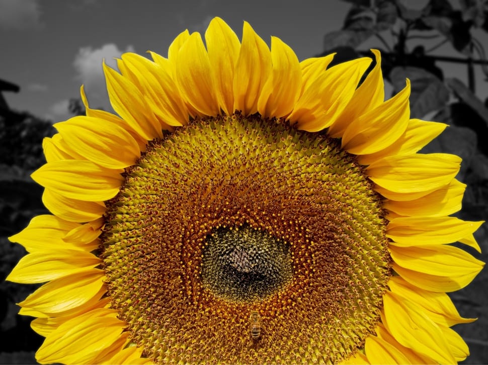 Summer, Sun, Flower, Sunflower, flower, yellow preview
