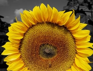 Summer, Sun, Flower, Sunflower, flower, yellow thumbnail