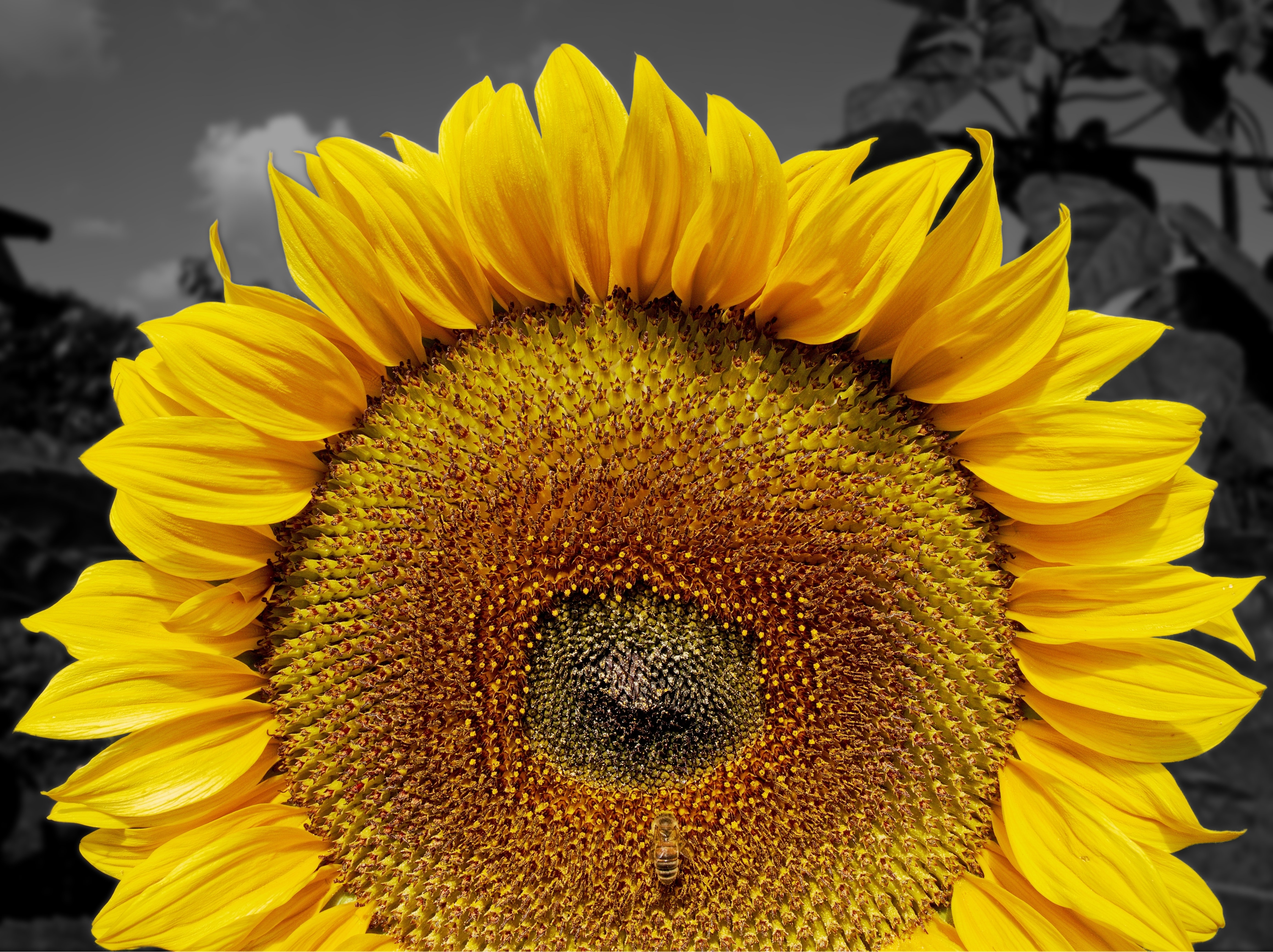 Summer, Sun, Flower, Sunflower, flower, yellow