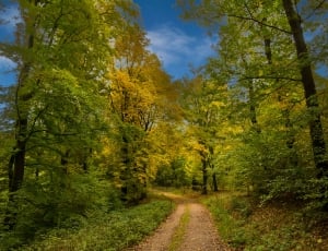 Forest, Autumn, Trees, Colorful, tree, nature thumbnail