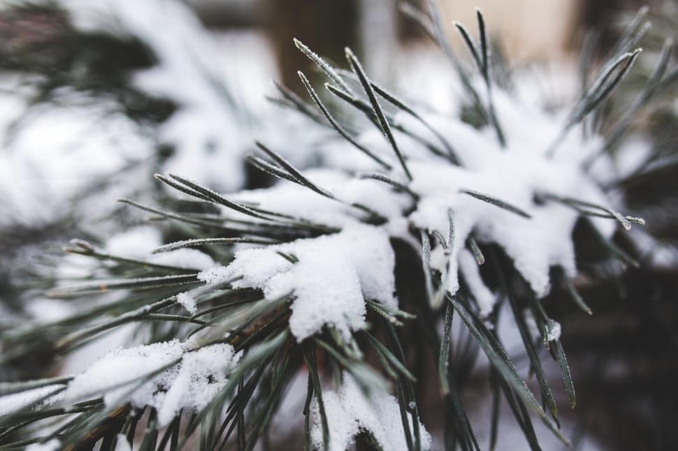 Close-up of pine tree covered with snow preview