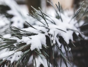 Close-up of pine tree covered with snow thumbnail