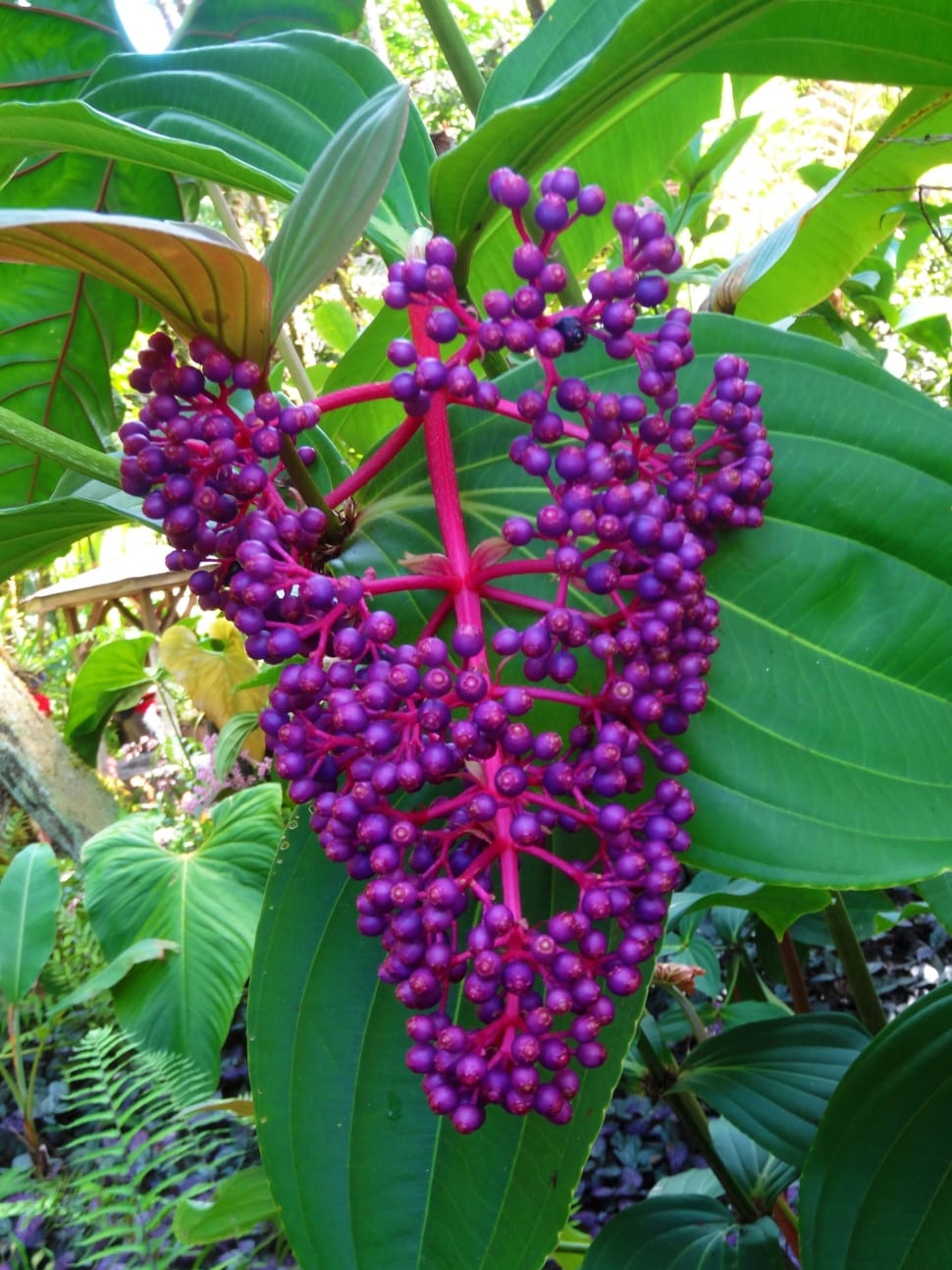 Berries, Bush, Wild, Plant, Purple, leaf, purple preview