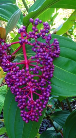 Berries, Bush, Wild, Plant, Purple, leaf, purple thumbnail
