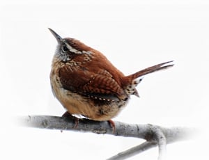 Carolina Wren, Spring, Birds, Brown, snow, winter thumbnail