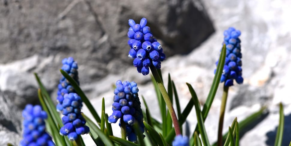 blue cluster flower preview