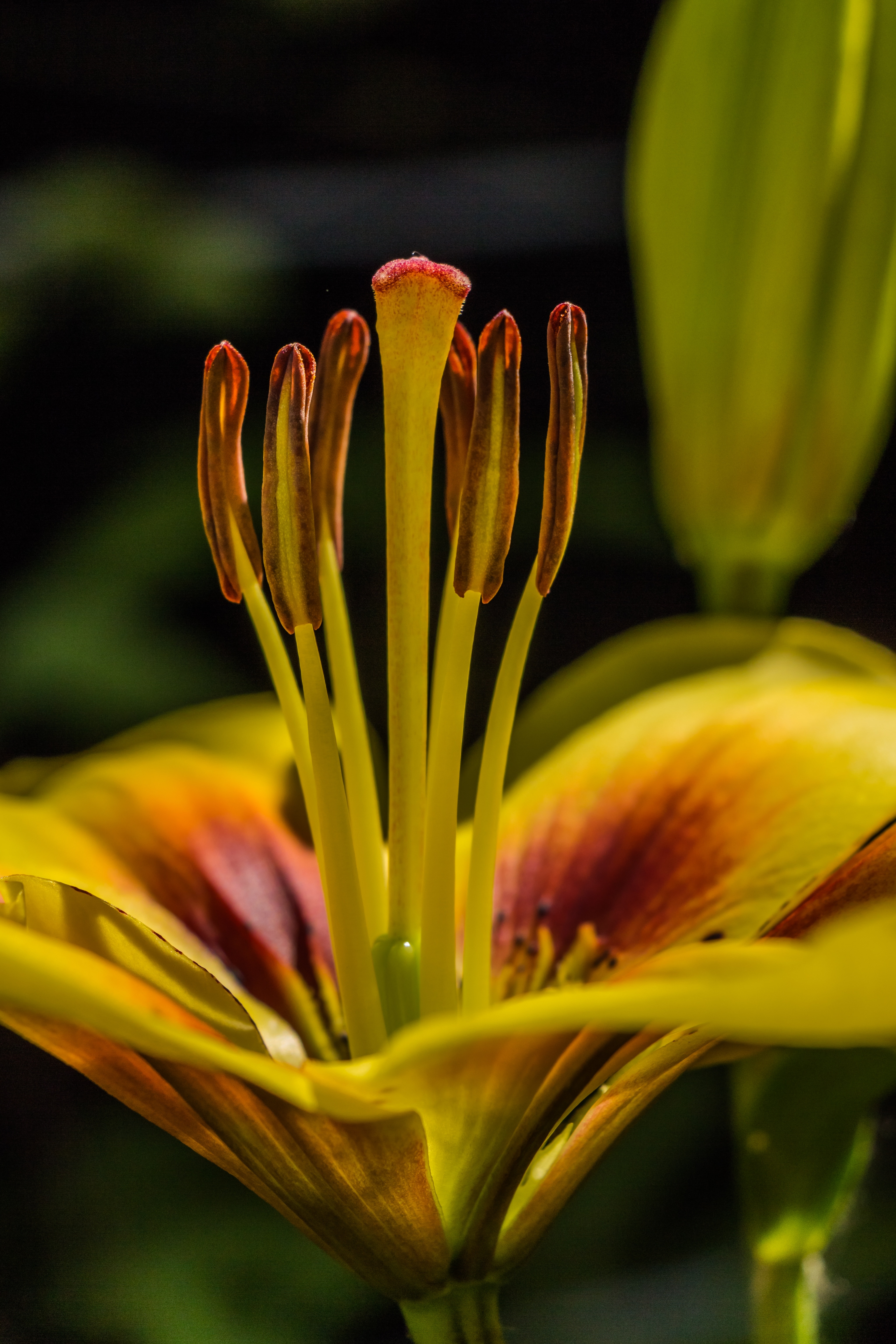 yellow and red petaled flower