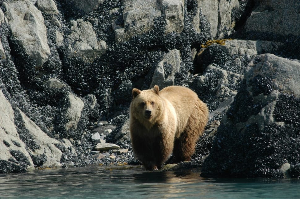 brown bear on sea preview