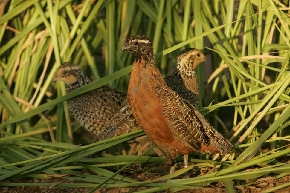 brown quail preview