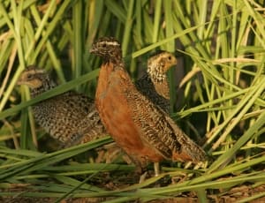 brown quail thumbnail