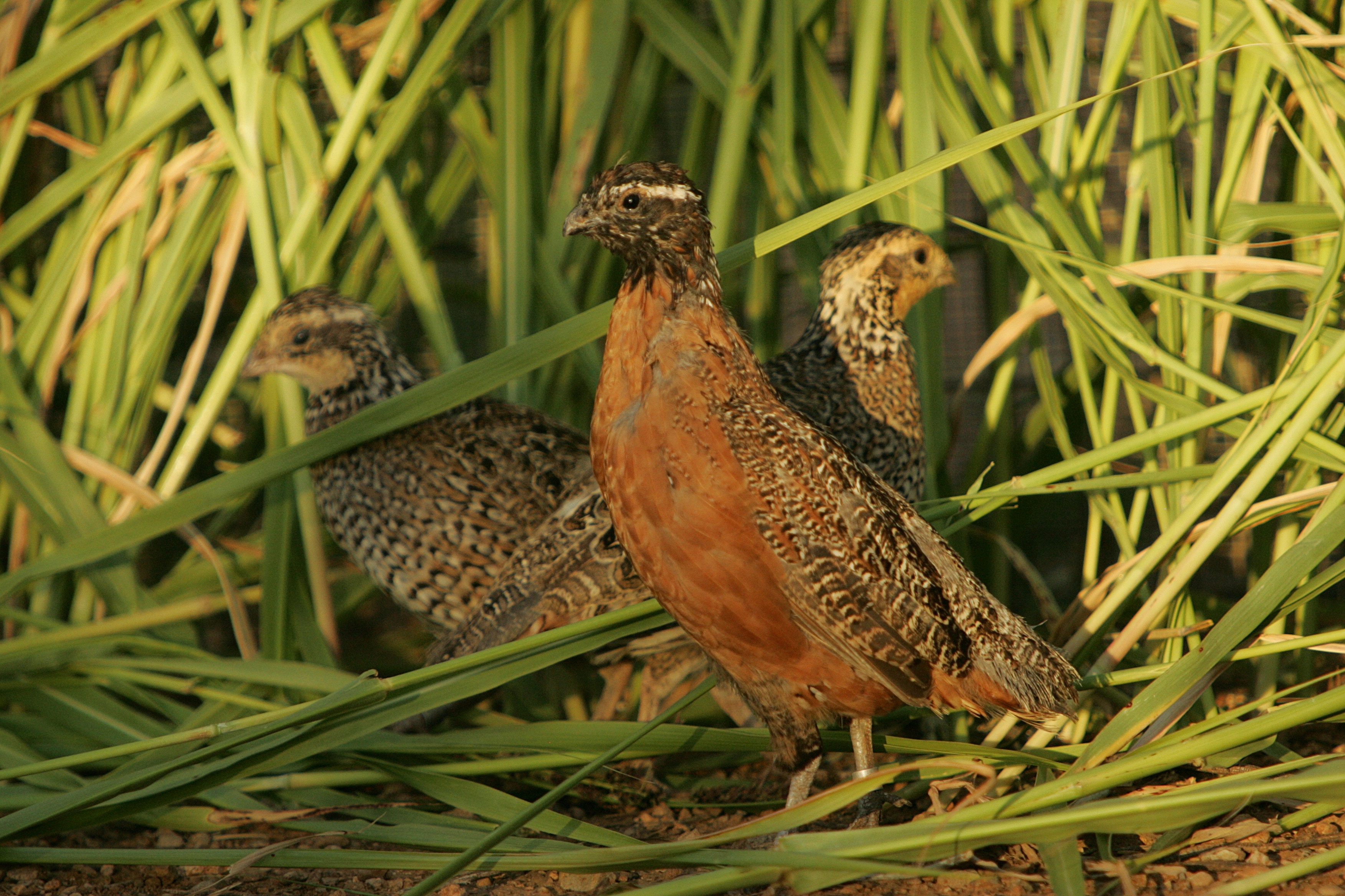 brown quail