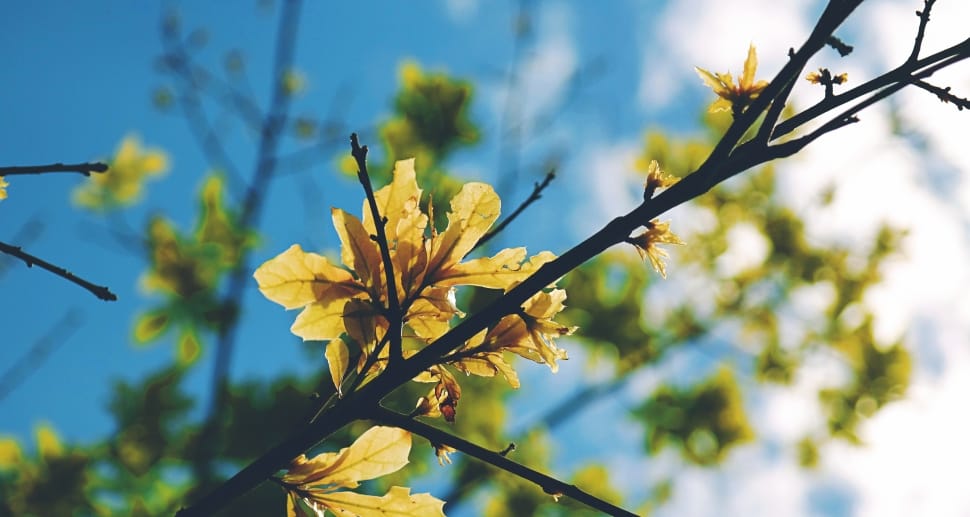 green-and-yellow leaf tree preview